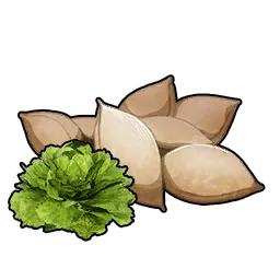 Lettuce Seeds Icon